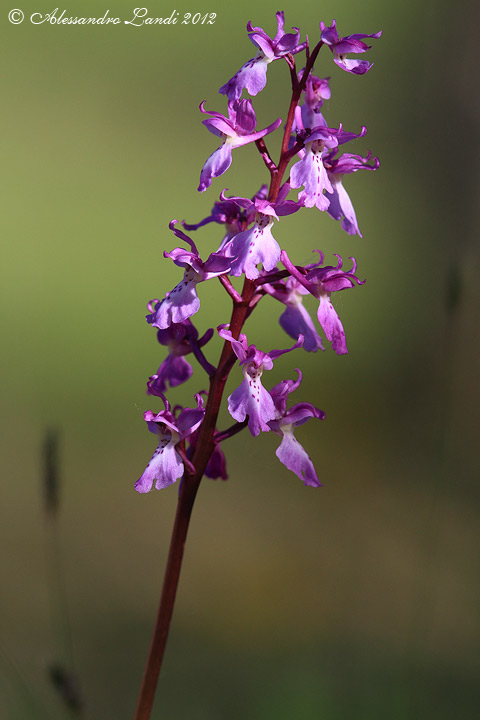 Orchis mascula - 04